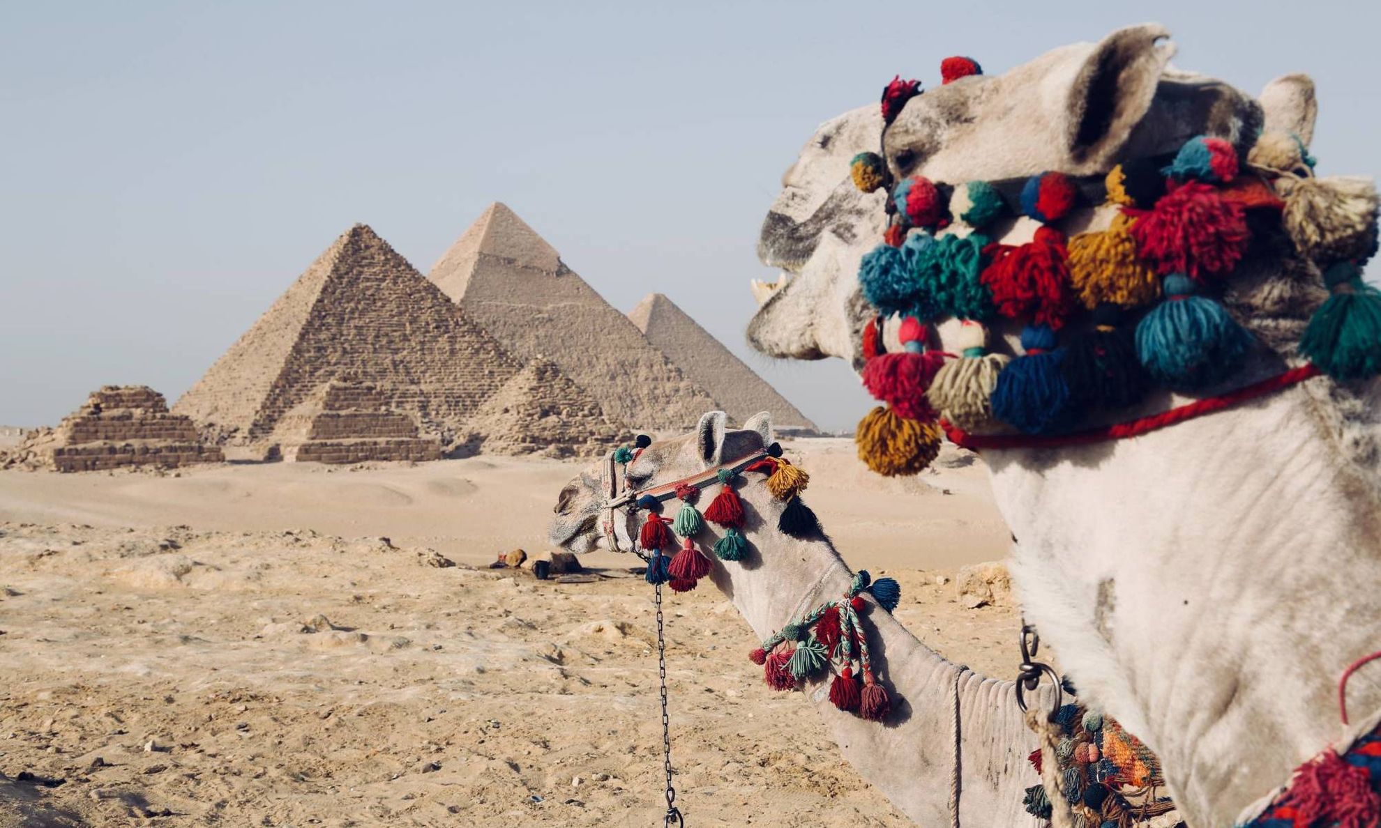 Верблюды в египетской пустыне на фоне пирамид