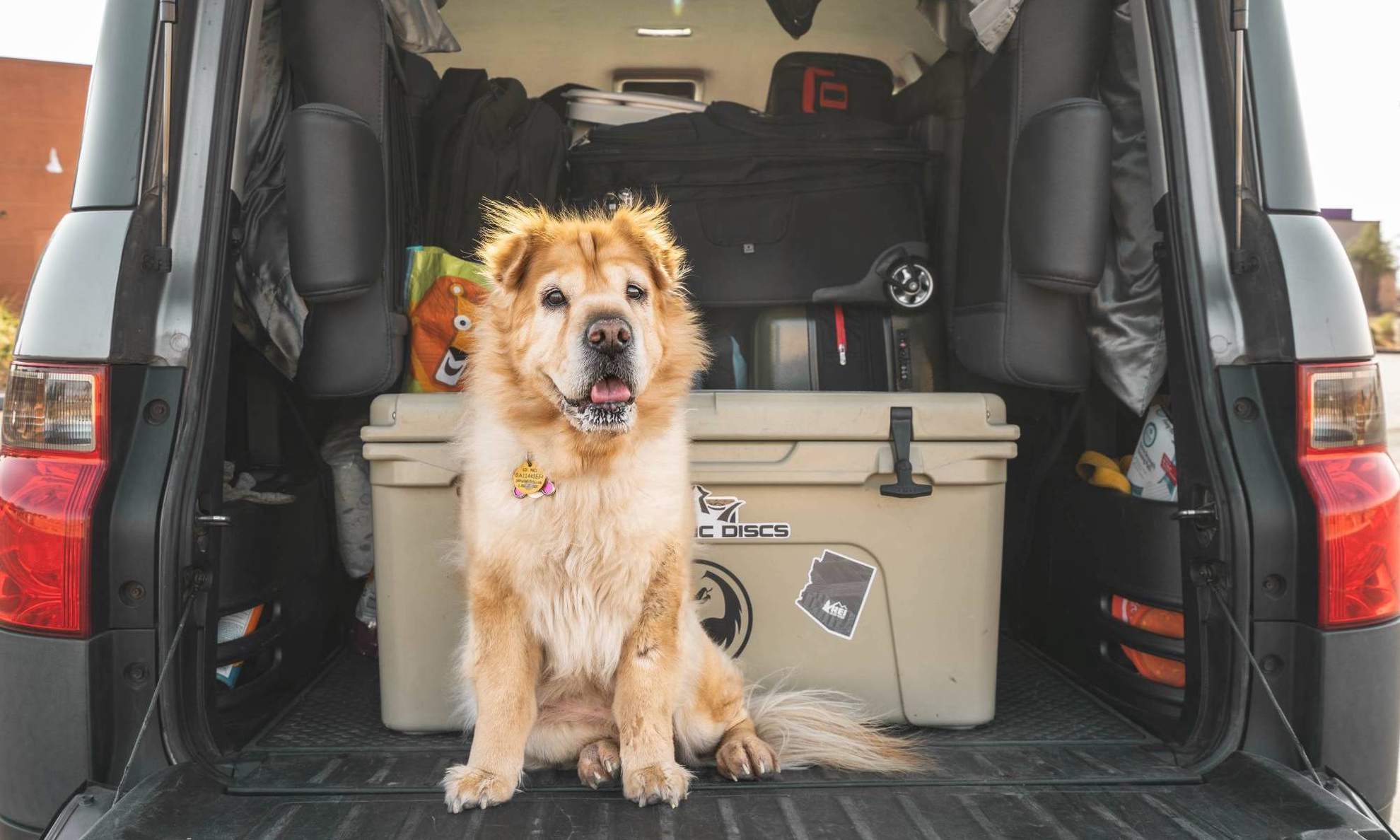 Багажник авто, в котором лежит куча вещей и сидит собака