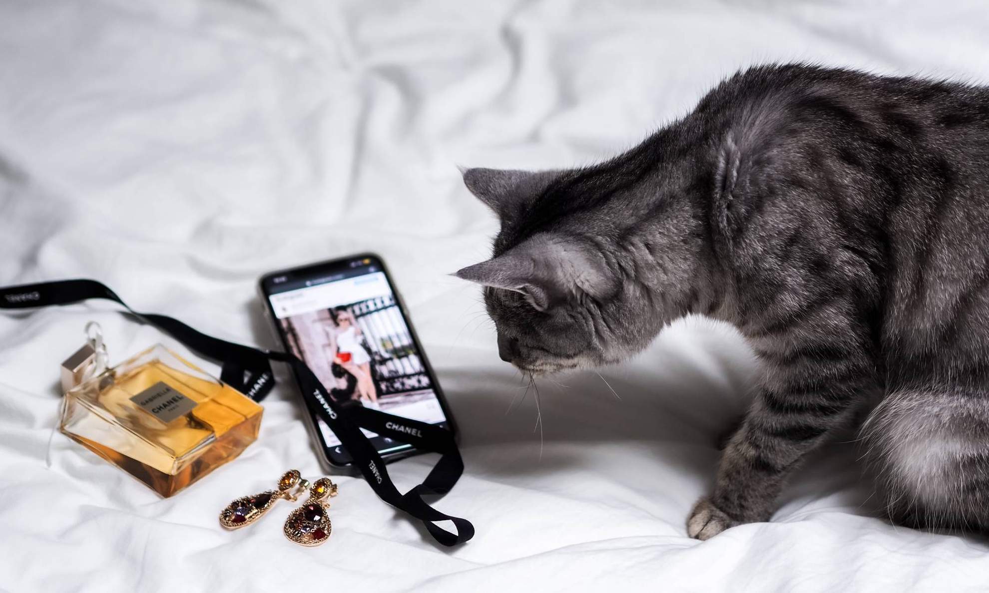 Котик тянется к телефону с открытым Instagram