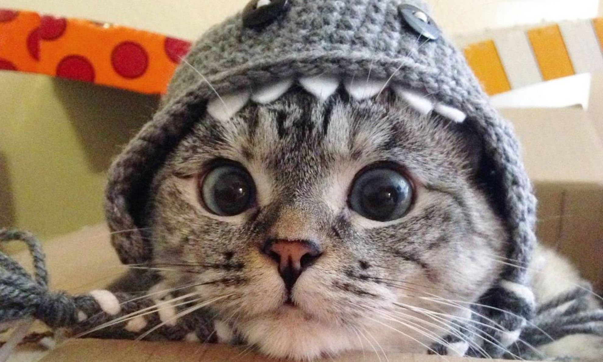 Смешные авы с котиками. Кот в шапке. Шапка 'кошка'. Шапочка котика. Смешной кот в шапке.