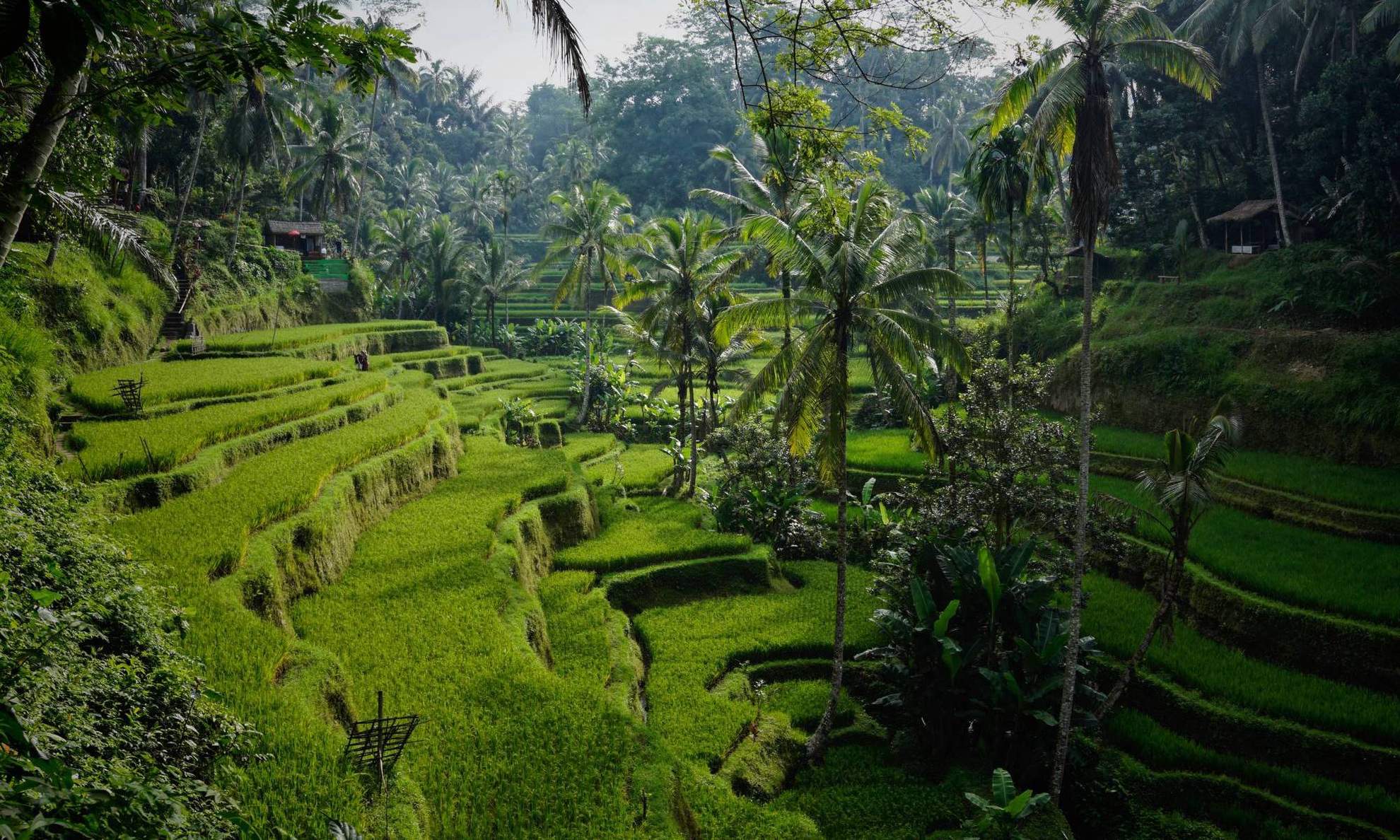 Природа на Бали