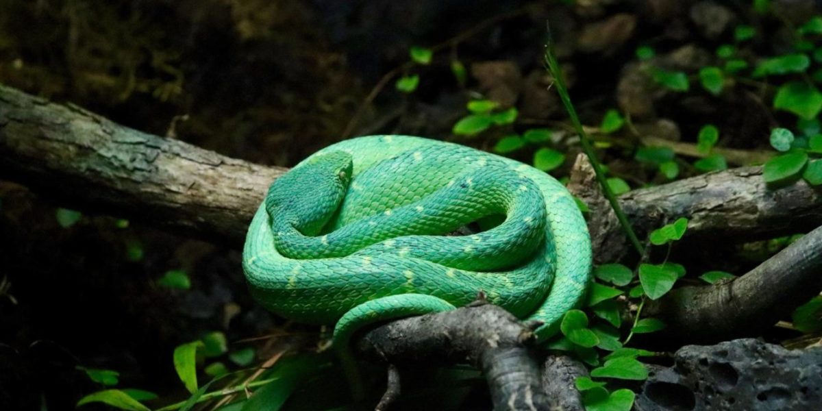 Змея в зоопарке Сан-Диего