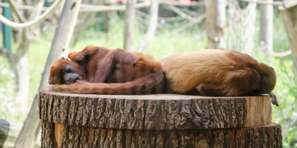 Обезьяны спят в Берлинском зоопарке
