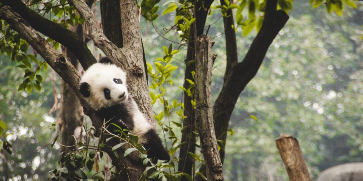 Панда в зоопарке Китая