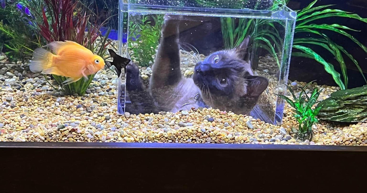 аквариум с окошком для кота